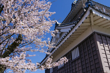 Cherry blossoms in full bloom and Echizen Ono Castle