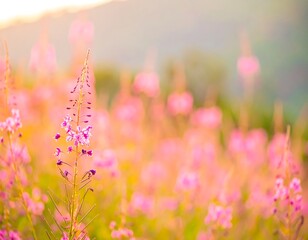 Vibrant Pink Wildflowers in Golden Hour Sunset Light.