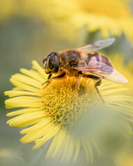 Macro Shot of a Drone Fly Pollinating Yellow Flower – Nature, Ecology & Wildlife Detail