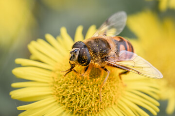 Macro Shot of a Drone Fly Pollinating Yellow Flower – Nature, Ecology & Wildlife Detail