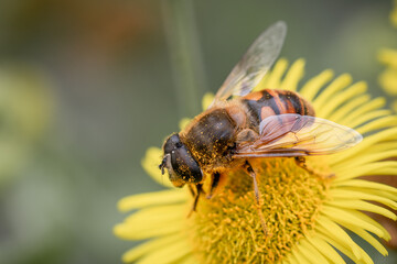 Macro Shot of a Drone Fly Pollinating Yellow Flower – Nature, Ecology & Wildlife Detail