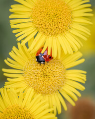 Macro photo of a ladybug on a yellow flower