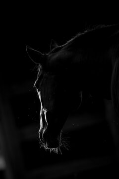 Black and White low key photo of a horse in field