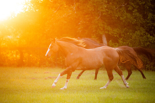 two horses galloping in a field at sunset on a horse farm