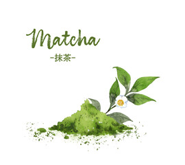 抹茶パウダーとお茶の花の水彩画