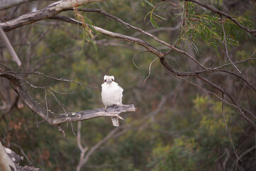 Laughing Kookaburra in a tree Tasmania