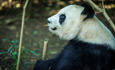 Obraz premium One giant panda in the zoo