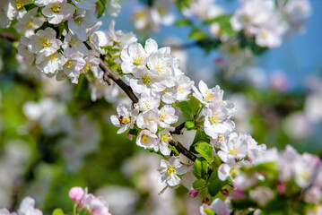 appletree blossom branch in the garden in spring

