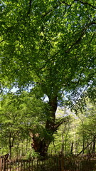 Old Oak Tree in Spring in the Forest Hasbruch, Lower Saxony