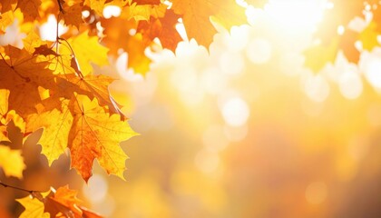 Fototapeta premium Autumn leaves basking in the sunlight, presenting a warm and inviting scene