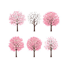 Fototapeta premium Six Stages of Cherry Blossom Tree Spring Blossoms Nature Illustration Pink Flowers Tree Growth Seasonal Changes