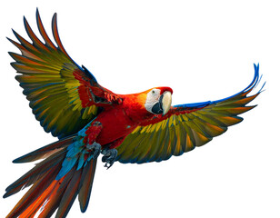 Obraz premium Majestic Parrot Flying with Wide Wings Spread, isolated on transparent background PNG