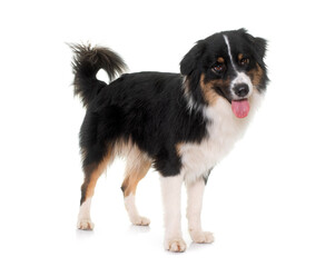 Fototapeta premium tricolor australian shepherd