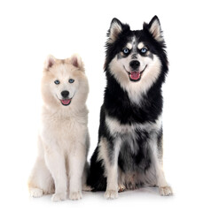 Fototapeta premium Pomsky in studio
