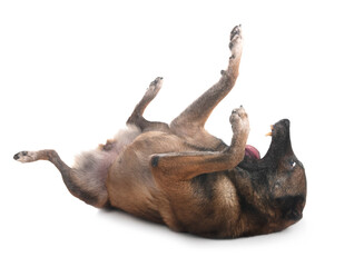 Fototapeta premium malinois in studio