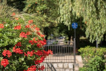 Fototapeta premium SUMMERTIME IN THE CITY - Decorative flowers on the railings of a small bridge