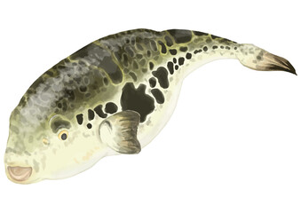 リアルなフグのイラスト(笹の飾りつけ)