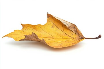 Dry brown leaf on white background. Neural network AI generated