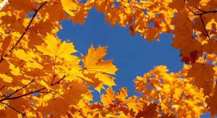 Vibrant Golden Autumn Maple Leaves Framing a Clear Blue Sky in a Beautiful Fall Scene