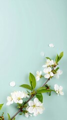 a delicate floral display, featuring white cherry blossoms. The blossoms are gracefully arranged on a branch, complemented by vibrant green leaves against a soft, elegant backdrop