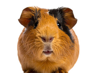 Fototapeta premium Front View Close-Up of Playful Guinea Pig, isolated on transparent background PNG