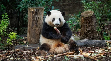 Selbstklebende Fototapeten Panda Giant panda He hua (hua hua)eat bamboo shoots in the zoo, china  © lzf