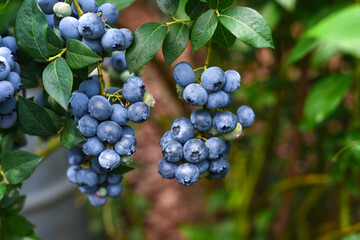 Ripe blueberries on a bush against the background of nature. blueberry bush.