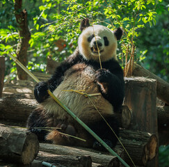 Obraz premium Giant panda eat bamboo in chengdu, china