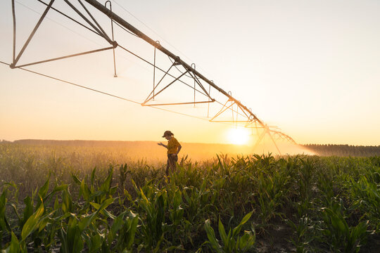 Farmer checks crop in irrigated field under pivot at sunset