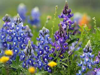 Vibrant bluebonnet wildflowers, wet with rain, in a field