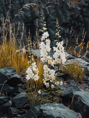 White flowers amidst dark rocks and grass