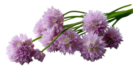 Chive Blossoms' Delight: Capturing a close-up of delicate, vibrant pink chive blossoms, their spherical clusters a testament to nature's elegance, freshness.