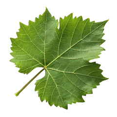 Green grape leaf isolated on transparent background