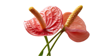 Flamingo Flowers: Two vibrant anthurium flowers stand proudly against a neutral backdrop, each bloom displaying its signature heart shape and contrasting spadix.