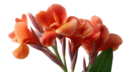 Radiant Blossom: A close-up shot showcases the intricate details of a vibrant, radiant orange canna lily, celebrating its unique petal arrangement and natural beauty.