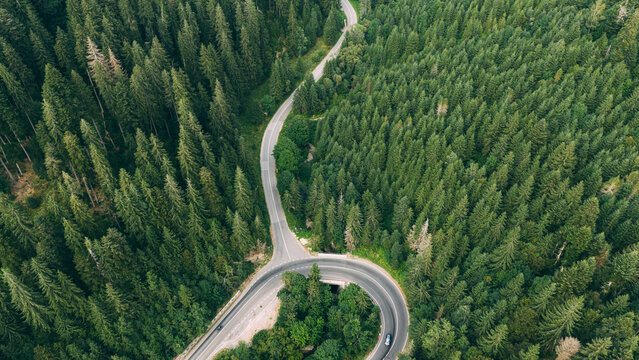 Winding road through lush green forest aerial view