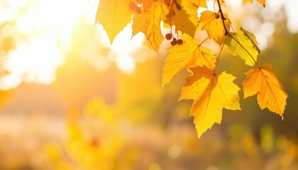 Obraz premium Autumn leaves falling nature park photograph sunlit environment close-up view seasonal beauty