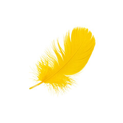 Fototapeta premium Soft black feathers isolated on white background