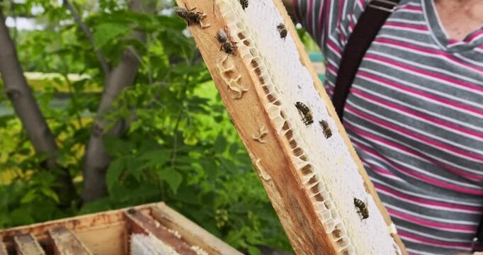 Close up view of beekeeper holding wooden frame with capped honeycombs full of fresh honey while bees crawl on surface, detailed texture of wax cells in natural daylight with green garden background
