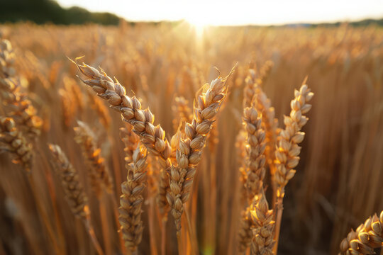 Golden wheat field at sunset with sun flare - Powered by Adobe