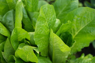 Green lettuce leaves in the background, picture of green lettuce leaves growing in a vegetable garden, organic lettuce leaves	
