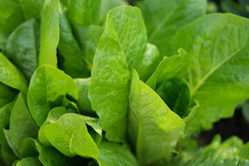 Green lettuce leaves in the background, picture of green lettuce leaves growing in a vegetable garden, organic lettuce leaves	
