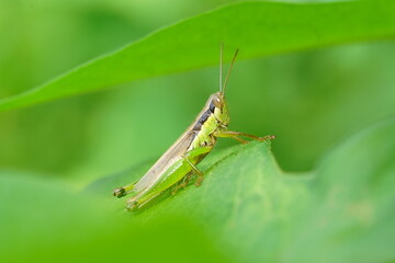 葉に止まるコバネイナゴ