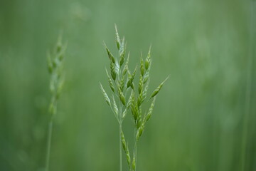 delicate green grass blades in soft natural light. Minimalist botanical background with gentle bokeh and fresh spring growth. Calm, clean and airy nature texture.