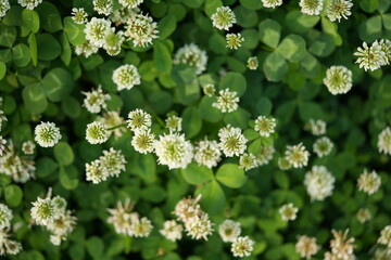 green clover leaf texture with white flover, green clover leaf background, background of green clover leav