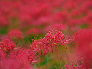 彼岸花