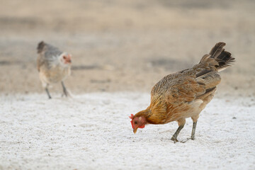 Selective focus of chicken.Chicken were looking for food.
