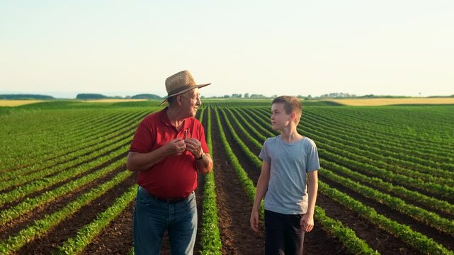 Senior farmer with his grandson walking in green soybean field examining crop at sunset.
