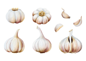 Garlic bulbs, cloves and husks watercolor illustration set isolated on white. Hand drawn whole vegetable and parts with skins and peels for kitchen, spicy food and culinary designs. Large collection