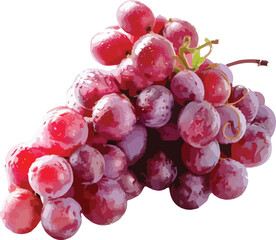 Red Grape Bunch Watercolor Style Illustration red grapes 1